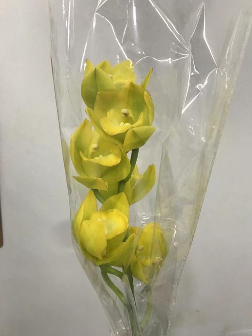 大花蕙兰随机颜色 商品图3