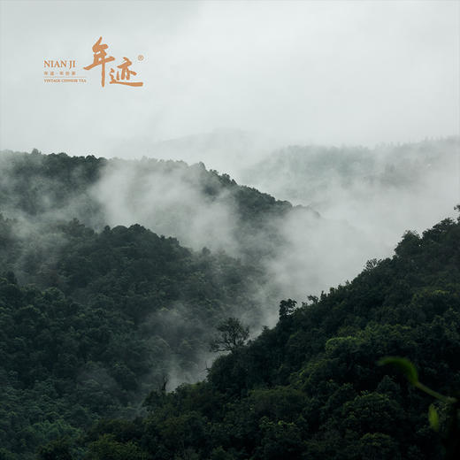 年迹 牛班▪老班章牛控地古树茶16g，80g 商品图3