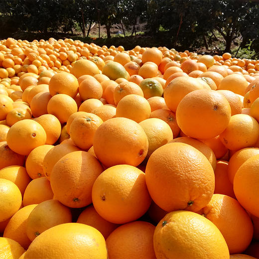 【江西赣南脐橙】 新鲜现摘 香甜多汁 果园直采 4.5斤装 商品图5