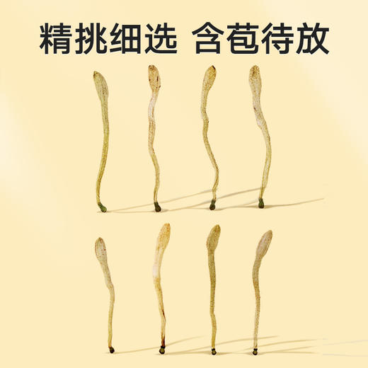 【正宗同仁堂品牌】北京同仁堂 金银花60g 清新无异味 汤色淡黄 微苦回甘SY 商品图5