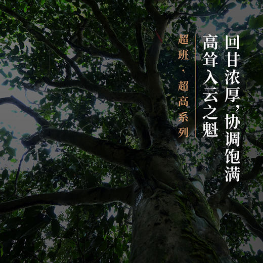年迹 超班▪老班章古树茶2023年 商品图2