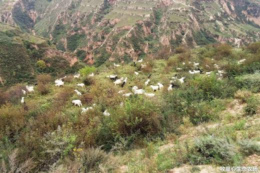 散养山羊肉｜陕西子午岭顺丰冷运 商品图7