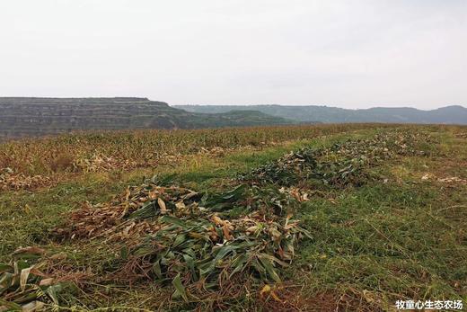 散养山羊肉｜陕西子午岭顺丰冷运 商品图8
