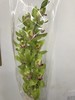 大花蕙兰随机颜色 商品缩略图4