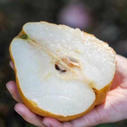 山东 烟台丑梨5斤装 商品图1