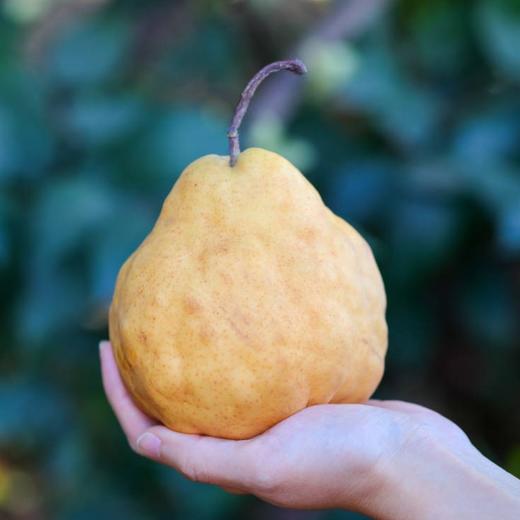 山东 烟台丑梨5斤装 商品图0