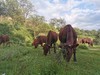 散养黄牛肉｜陕西子午岭顺丰冷运｜每周五截单｜周日发出 商品缩略图11