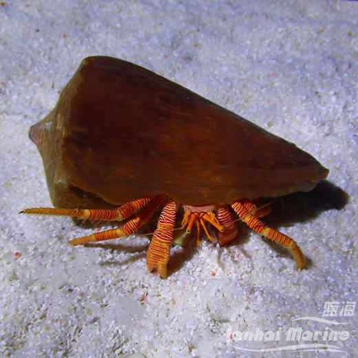 橙斑节寄居蟹 商品图1