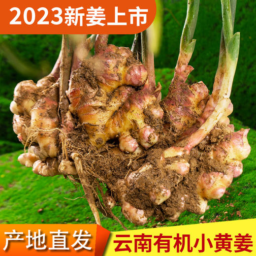 云南文山有机小黄姜 2024年新鲜生姜新鲜食用水洗姜 商品图2