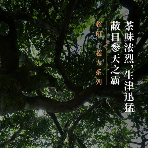 年迹 超班▪老班章古树茶2023年 商品图1