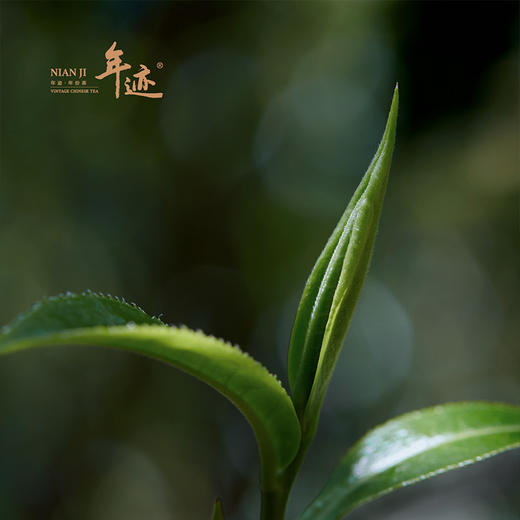 年迹 牛班▪老班章牛控地古树茶16g，80g 商品图4