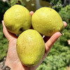 【脆嫩多汁】探疆人·新疆库尔勒香梨 商品缩略图7