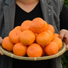 【台州•涌泉蜜桔】 新鲜采摘，果肉细腻香甜，无核无渣，鲜嫩多汁，风味浓郁，可带皮吃~ 商品缩略图3