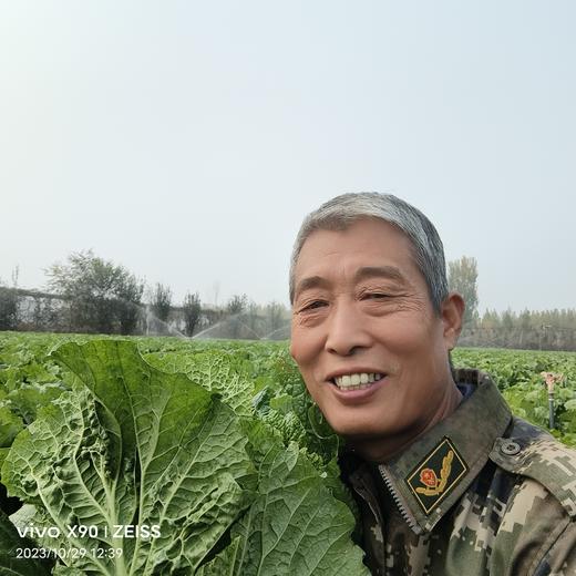 无可替代的大白菜 百菜不如白菜，平淡才是答案 大贺农场生态大白菜 商品图2