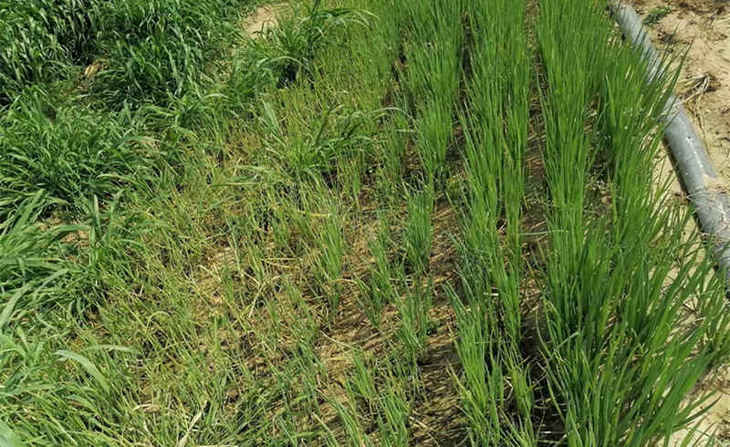 除草剂药害对比