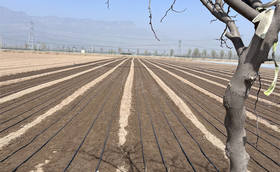 现在能育大葱苗吗?有没有合适的大葱种子推荐? 