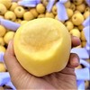 ✅ 新疆黄金维纳斯苹果 ，香甜可口，当季新品，时令水果 商品缩略图0