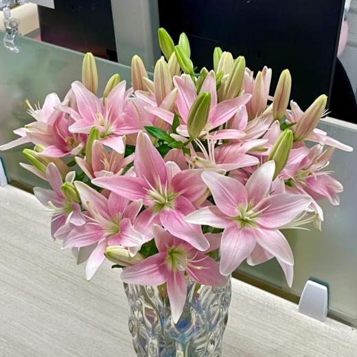 小粉仙多头亚百合5支 商品图0