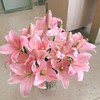 小粉仙多头亚百合5支 商品缩略图2