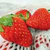 丹东东港99红颜草莓只采头茬果现摘现发限量供应顺丰空运运费包邮 商品缩略图3