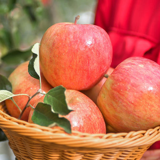 新疆阿克苏小甜心冰糖心苹果  当季新鲜水果 绿色食品认证 商品图1