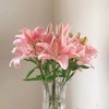 小粉仙多头亚百合5支 商品缩略图4