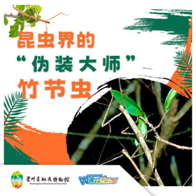 【贵地博】《伪装大师-竹节虫》