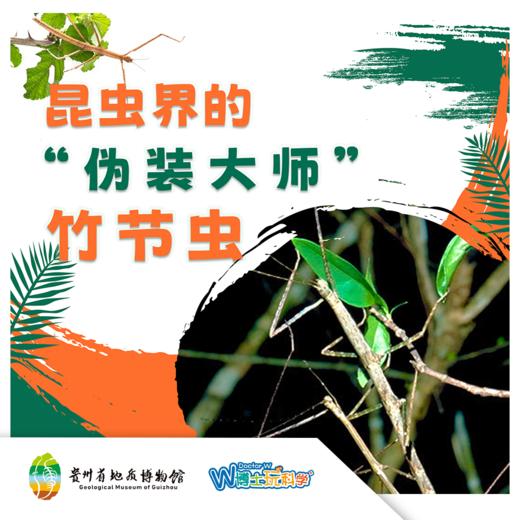 【贵地博】《伪装大师-竹节虫》 商品图0