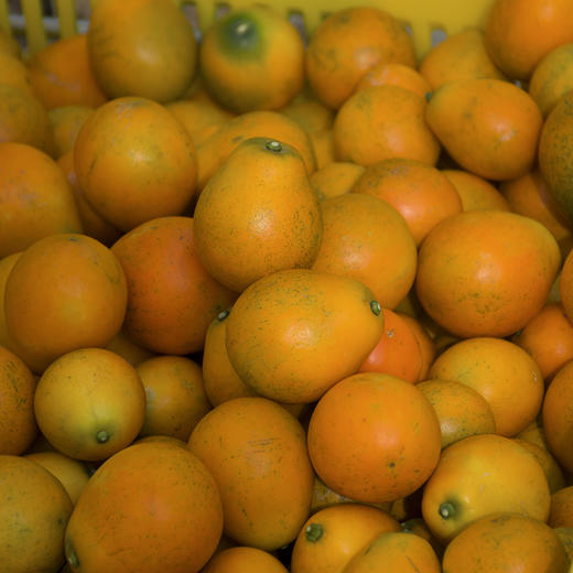 优选丨【广西好物】脆蜜金柑  1.8斤/2.5斤 礼盒装  顺丰直达 商品图5