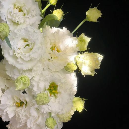 波浪白丨洋桔梗 商品图3