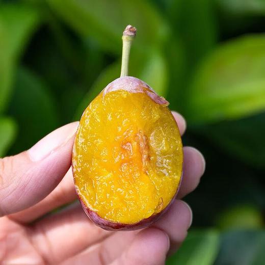 新疆西梅 500g /份 /份 商品图5