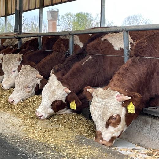 鲜嫩奶香的甘肃张掖牛肉 北纬38°黄金农牧业地带 国家地理标志产品 商品图2