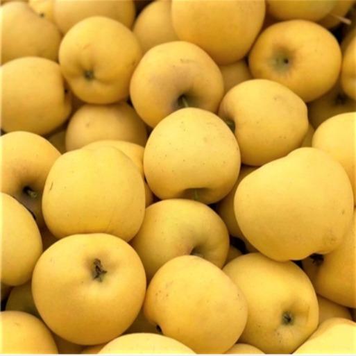 ✅ 新疆黄金维纳斯苹果 ，香甜可口，当季新品，时令水果 商品图1