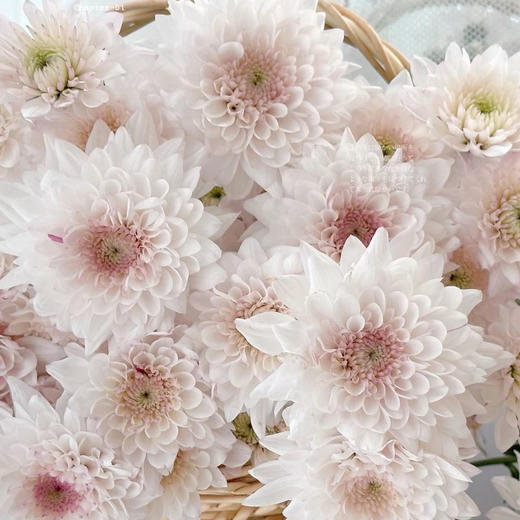 奶油蛋糕丨品牌小雏菊丨5支｜单拍不发 商品图1