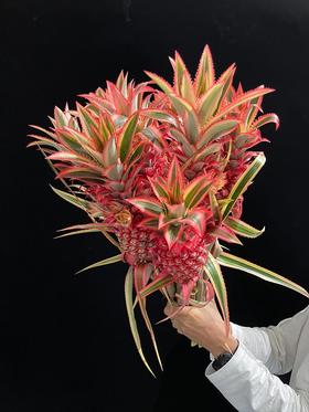 甄选台湾凤梨菠萝旺来花