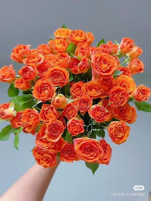 多头玫瑰橙芭比 商品图0