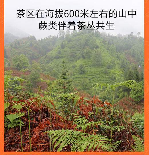 野桂花祁红 75克 野桂花香高 红茶味浓 简装/随手礼 商品图5