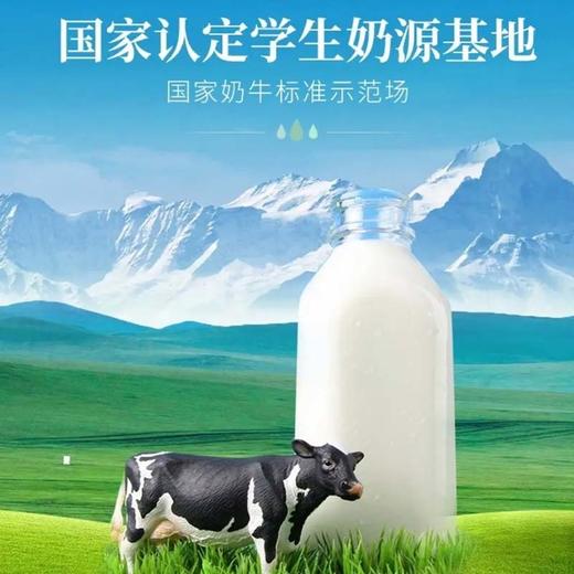 ² 【无忧牛新疆纯牛奶3.6g/3.8g】两款可选 每提200ml*10盒 黄金奶源带 奶味浓郁 HM02-CRMM-LY 商品图10