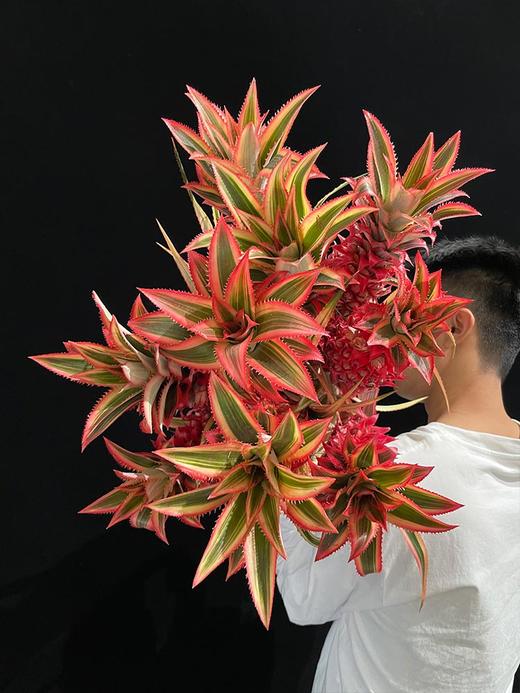 甄选台湾凤梨菠萝旺来花 商品图5