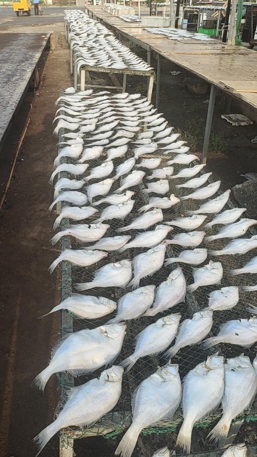 【大连知名特产】旅顺盐场老韩头，人送外号“鱼干王”，精选鲜鱼，用独特的方法晒出的鱼干，咸鲜适中，口感劲道，外干里嫩，鲜香美味。旅顺老韩头鳝鱼干/鲅鱼干/偏口鱼干，辽宁省内包邮 商品图12