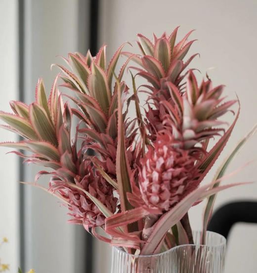 台湾凤梨-【旺来花】 商品图0