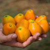 优选丨【广西好物】脆蜜金柑  1.8斤/2.5斤 礼盒装  顺丰直达 商品缩略图3