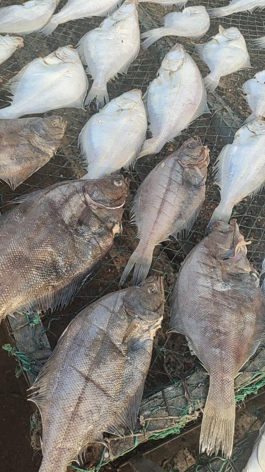 【大连知名特产】旅顺盐场老韩头，人送外号“鱼干王”，精选鲜鱼，用独特的方法晒出的鱼干，咸鲜适中，口感劲道，外干里嫩，鲜香美味。旅顺老韩头鳝鱼干/鲅鱼干/偏口鱼干，辽宁省内包邮 商品图13