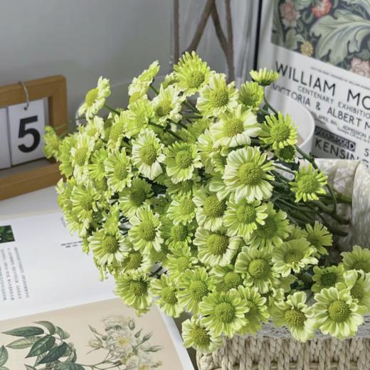 小雏菊丨抹茶小菊丨5支 商品图1