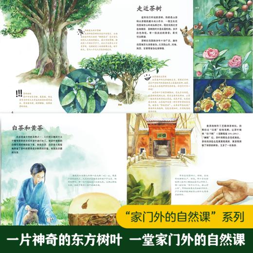 家门外的自然课系列——噢！中国茶 商品图1
