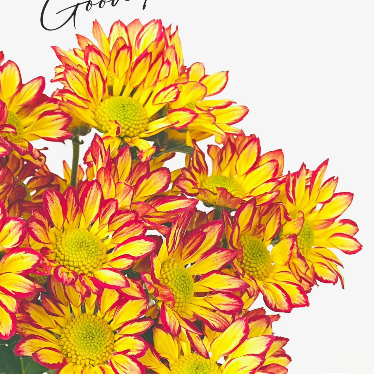 罗马假日丨品牌小雏菊丨5支