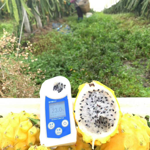 玫蜜萃燕窝果
始于颜值，忠于口感，魅于营养，燕窝果是真的很甜!它不仅甜，而且有着极其丰富的味觉层次~用舌尖抿开，享受独属于它的甜蜜的汁水暴击！大果，单果7两左右，4粒/箱 商品图2