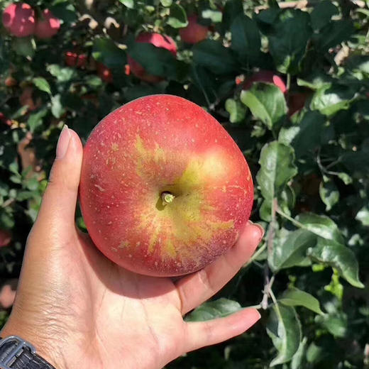 离太阳最近的云南昭通丑苹果上市 用实力打脸你的审美 不打农药不美容 商品图2