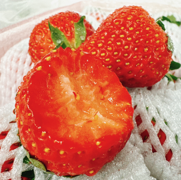 丹东东港99红颜草莓只采头茬果现摘现发限量供应顺丰空运运费包邮