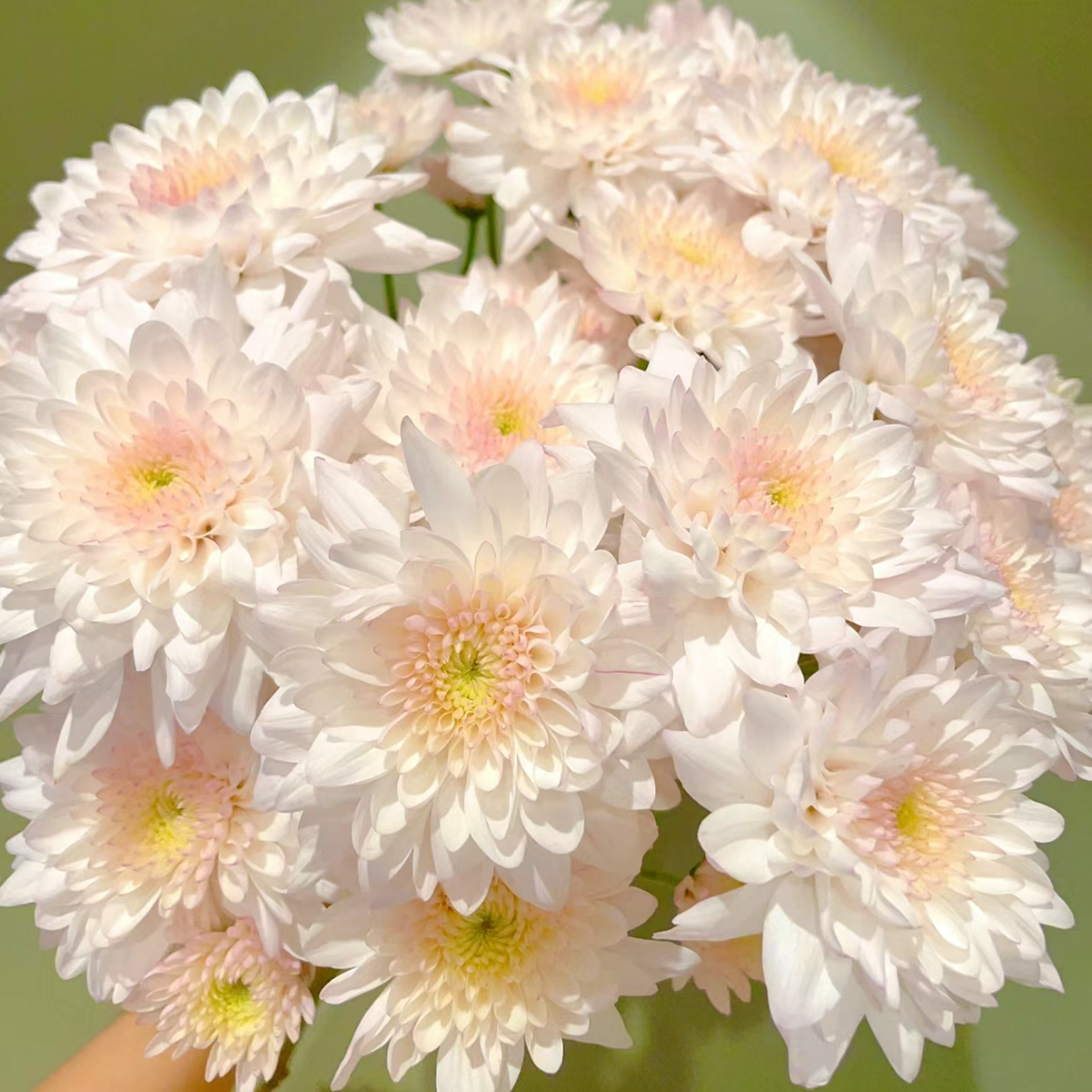 奶油蛋糕丨品牌小雏菊丨5支｜单拍不发